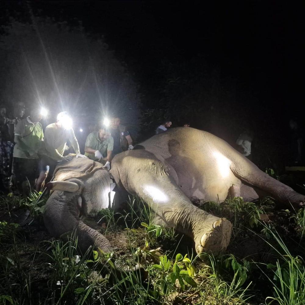 बस्तीमा आतंक मच्चाउने ‘ध्रुवे’ हात्तीकाे घाँटीमा स्याटेलाइट कलर जडान, काटियो दाह्रा