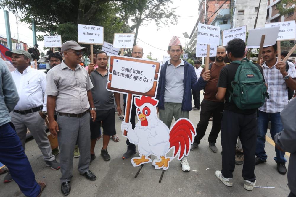 भारतीय कुखुरा र चल्लाको अवैध तस्करी नियन्त्रण गर्न तथा पोल्ट्री किसानको लगानी संरक्षणको माग गर्दै किसान आन्दोलित (तस्बिरसहित)