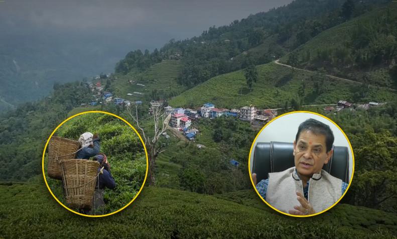 संघाई समूहको मनोमानीले संकटमा इलाम चिया बगान